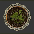 Natural Green Cactus Plant in Rustic Terracotta Pot on Patterned Doily Mat