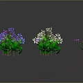 Colorful Flowering Plants With Green Leaves And Reflections On Dark Background