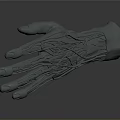 3D Anatomical Hand Model Featuring Detailed Texture And Gray Surface