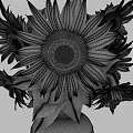Beautiful Sunflowers Arrangement in Terracotta Vase on Wooden Table with Green Leaves