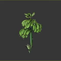 Fresh Green Banana Bunch With Natural Stems And Vibrant Green Color