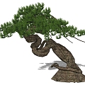 pine tree 3d model