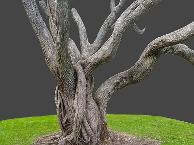 Large Arbor With Thick Trunk And Intertwined Roots On Green Grass 3d model