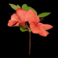 Pink Azalea Flowers With Green Leaves And Stem On Black Background
