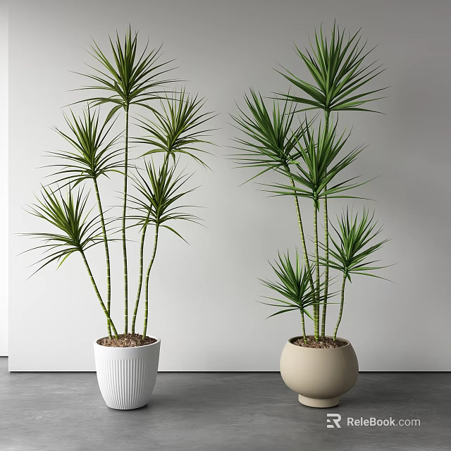 Green Leafy Potted Plants with Tall Stems in White and Beige Planters for Indoor Decoration 3d model 