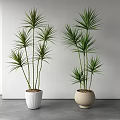 Green Leafy Potted Plants with Tall Stems in White and Beige Planters for Indoor Decoration