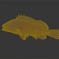 Red Spotted Fish with Spiny Dorsal Fin and Streamlined Body on Gray Background Showing Reflection