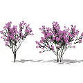 Two Arbor Trees With Slender Trunks Multiple Branches And Dense Purple Flowers 3d model