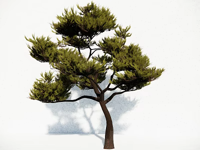 Evergreen Tree with Lush Green Foliage and Curved Brown Trunk on White Background 3d model