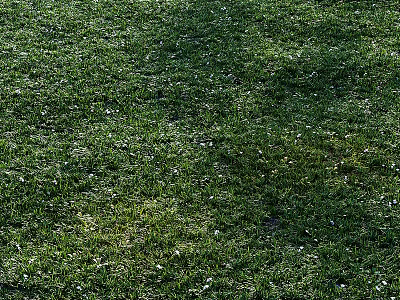 Lush Green Grass Field With Small White Flowers In Natural Setting 3d model