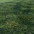 Lush Green Grass Field With Small White Flowers In Natural Setting
