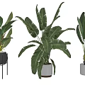 Stylish Potted Tropical Plants With Large Leaves In Ceramic Pots On Stands
