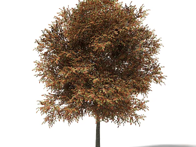 Tree With Vibrant Brown Green Leaves Lush Dense Foliage And Rounded Canopy 3d model