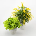 Potted Plants With Green Ferns And Yellow Flowers In Gray Concrete Pots