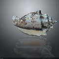 Beautiful Conch With Textured Shell Featuring Blue White And Brown Spots On Dark Background