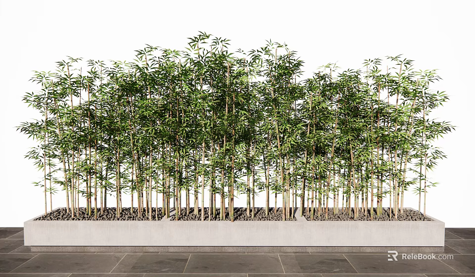 Tall Green Bamboo Rows Growing In Rectangular Concrete Planter On Slate Floor 3d model