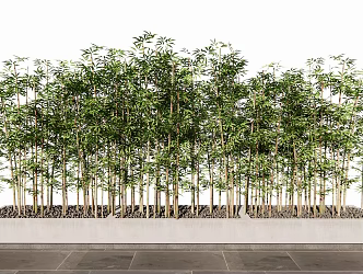 Modern bamboo 3d model