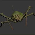 Stick Insect With Camouflage Features Long Legs Green Brown Body On Dark Background