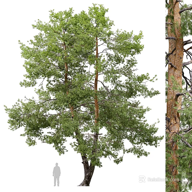 Tall Mature Tree With Lush Green Foliage Sturdy Trunk And Dense Branches 3d model 