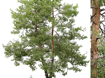 Tall Mature Tree With Lush Green Foliage Sturdy Trunk And Dense Branches 3d model