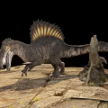 Grayish Brown Spinosaurus Reptile With Sail Back Standing On Rocks Black Background