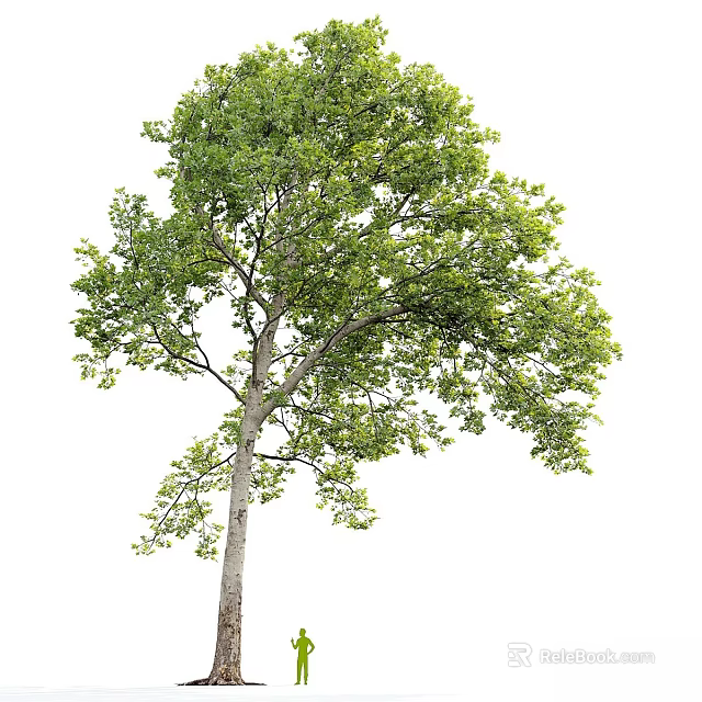 Lush Green Arbor Tree With Dense Foliage And Strong Trunk In Isolated View 3d model 