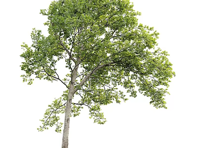 Lush Green Arbor Tree With Dense Foliage And Strong Trunk In Isolated View 3d model