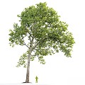 Sycamore Tree 20 3d model