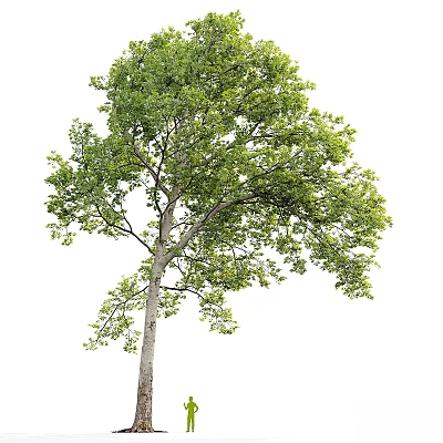 Lush Green Arbor Tree With Dense Foliage And Strong Trunk In Isolated View 3d model