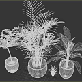 Various Green Potted Plants With Palm Large Leaf And Small Plant In Dark Pots