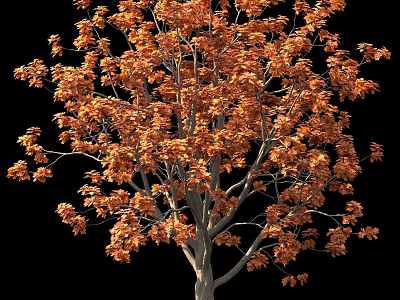 Orange Leaf Tree With Lush Autumn Foliage Against Black Background 3d model