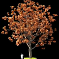 Orange Leaf Tree With Lush Autumn Foliage Against Black Background