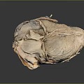 Realistic Anatomical Heart Organ Model With Hair Like Vessels And Textured Surface