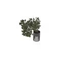 Artistic Bonsai Tree with Curved Trunk and Lush Green Foliage in Modern Black Pot