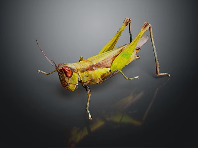 Green And Yellow Reptile With Red Eyes Long Legs On Black Background Reflection 3d model