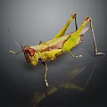 Modern grasshopper insect cartoon locust 3d model