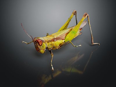 Modern grasshopper insect cartoon locust 3d model