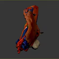 Detailed Anatomical Model of Human Heart Organ with Fine Hair Structures
