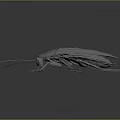 Realistic Detailed 3D Rendered Cockroach Full Body View Isolated On Dark Background