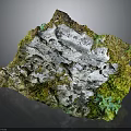 Small Lizard Resting On Moss Covered Rock With Green Lichens