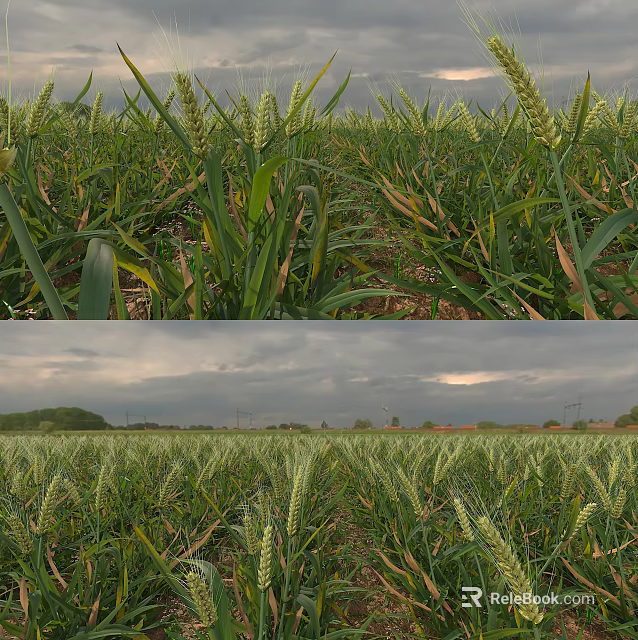 Garden Landscape With Wheat Fields Green Crops And Cloudy Sky View 3d model 