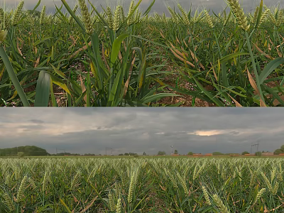 Garden Landscape With Wheat Fields Green Crops And Cloudy Sky View 3d model