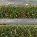 Garden Landscape With Wheat Fields Green Crops And Cloudy Sky View 3d model