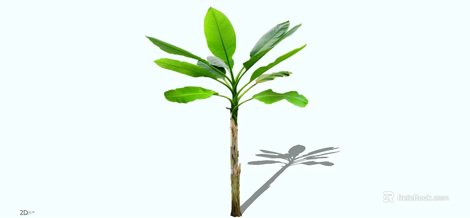 Tall Tree With Large Green Leaves And Brown Trunk Casting Shadow 3d model