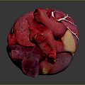 Realistic Anatomical 3D Model Of Human Heart With Detailed Vascular Structure