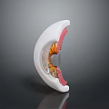 Medical Device Ocular Anatomical Model With Detailed Eyeball Cross Section For Medical Education