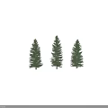 Three Tall Green Pine Trees Standing Together With Natural Shadows