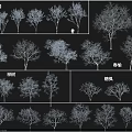 Various Arbor Tree Species Featuring Birch Camphor Maple and Ancient Varieties 3d model