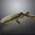 Light Pink Spotted Shark With Smooth Body Shape And Reflection On Dark Surface 3d model