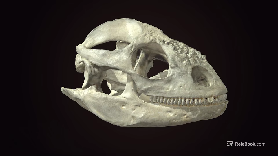 Ancient Dinosaur Skull Fossil With Detailed Bone Structure And Sharp Teeth 3d model 